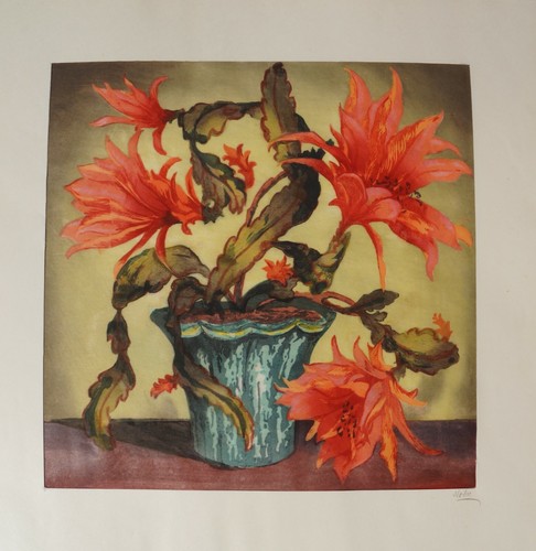 Hugo noske cactus - hugo, in